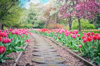 Un chemin parmi les tulipes